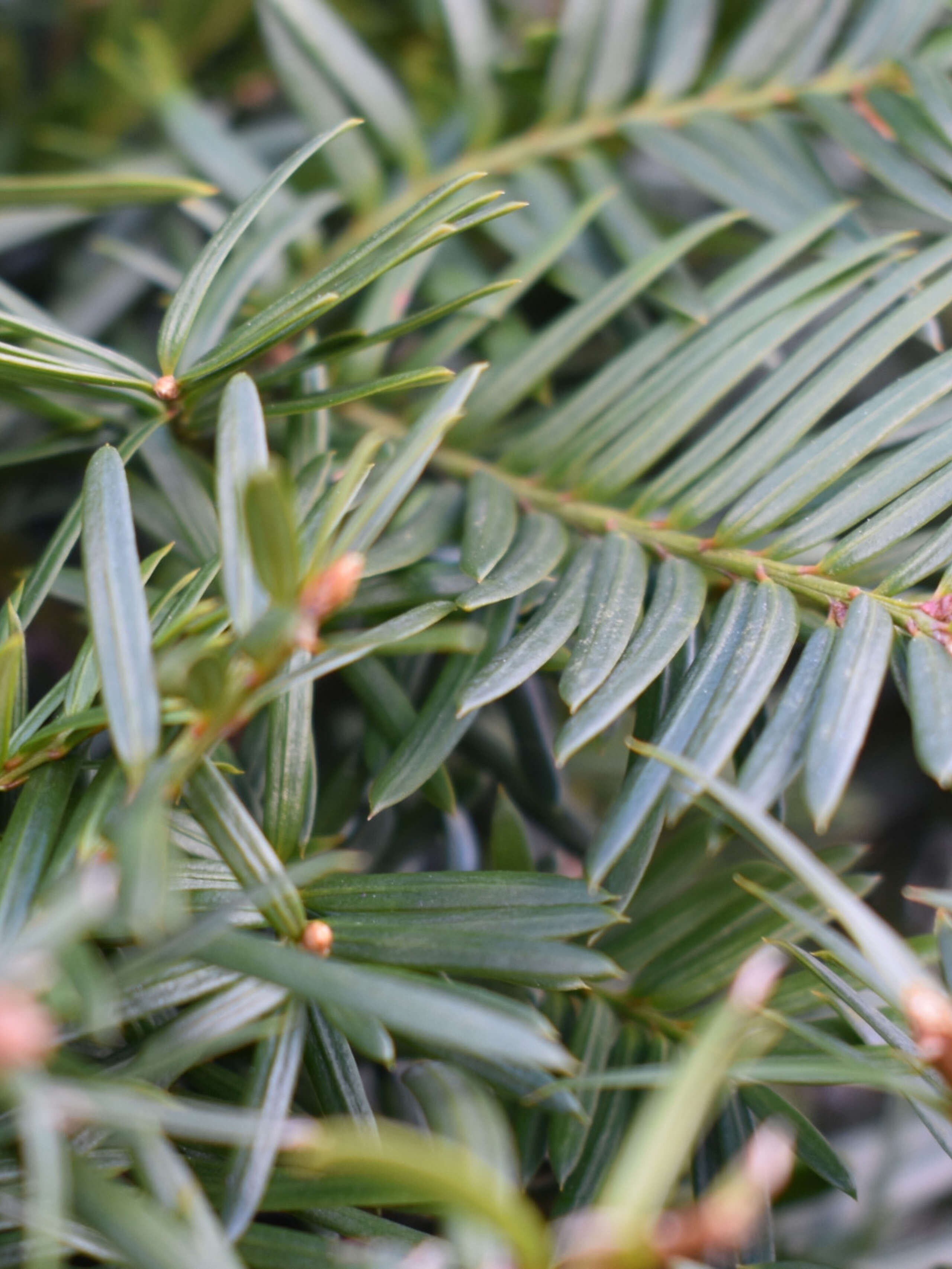 Eibe Taxus baccata 'Green Diamond'