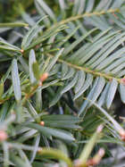 Eibe Taxus baccata 'Green Diamond'